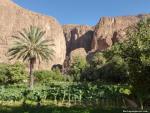 Les jardins cultivs devant l'entre des gorges de Todra (Maroc)