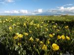 Au printemps, les prairies en fleur du Kirghizistan
